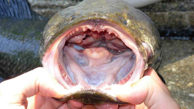 Photo of «Si lo encuentras, mátalo y congélalo»: la alerta en Estados Unidos por el voraz pez cabeza de serpiente