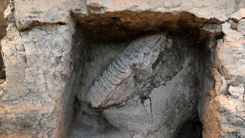 Photo of Terremotos en California dejan al descubierto un fósil de un gran animal de hace 15 millones de años