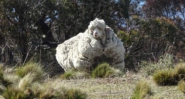 Photo of Muere Chris, la oveja más lanuda del mundo