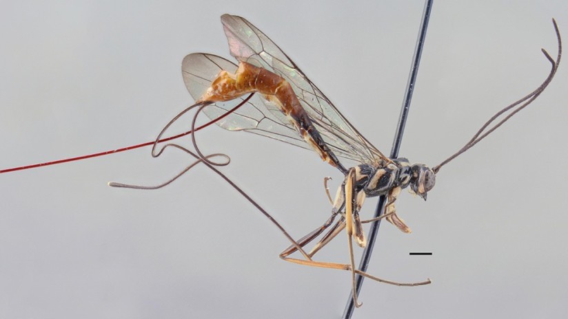 Photo of Científico descubre una especie de avispa parásita y la bautiza con el nombre de su mujer