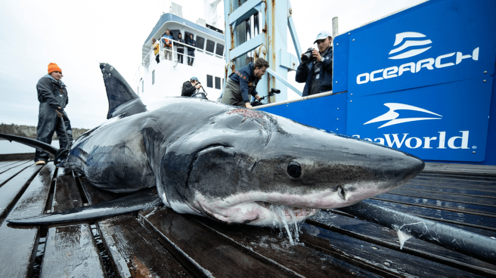 Photo of Encuentran a tiburón blanco de 4 metros con mordida hecha por animal más grande