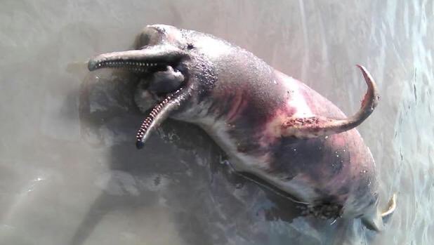 Photo of Alertan sobre la presencia de delfines contaminados con mercurio en ríos amazónicos
