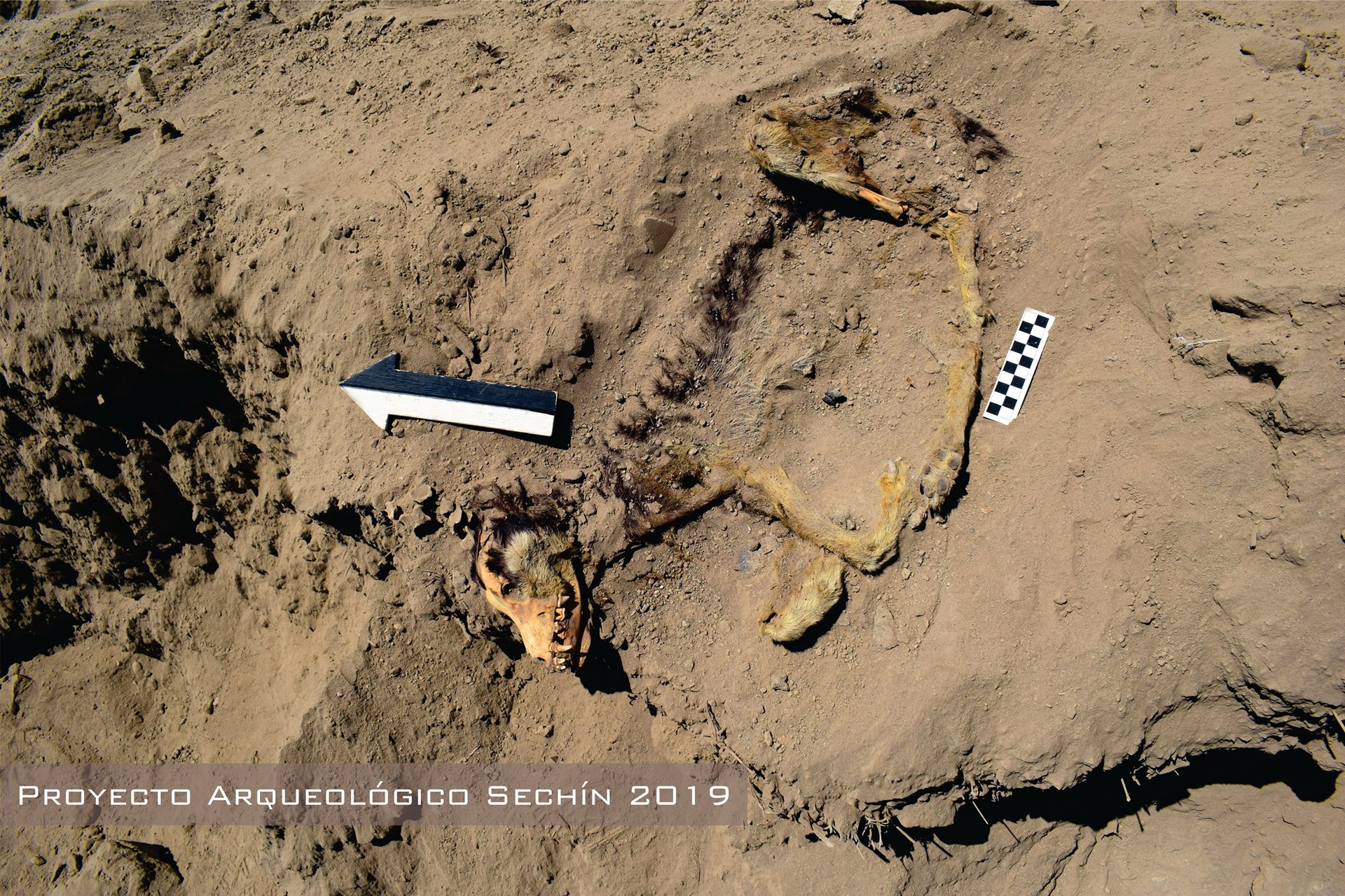 Photo of Hallan en Perú los restos de un perro de hace más de 1.000 años