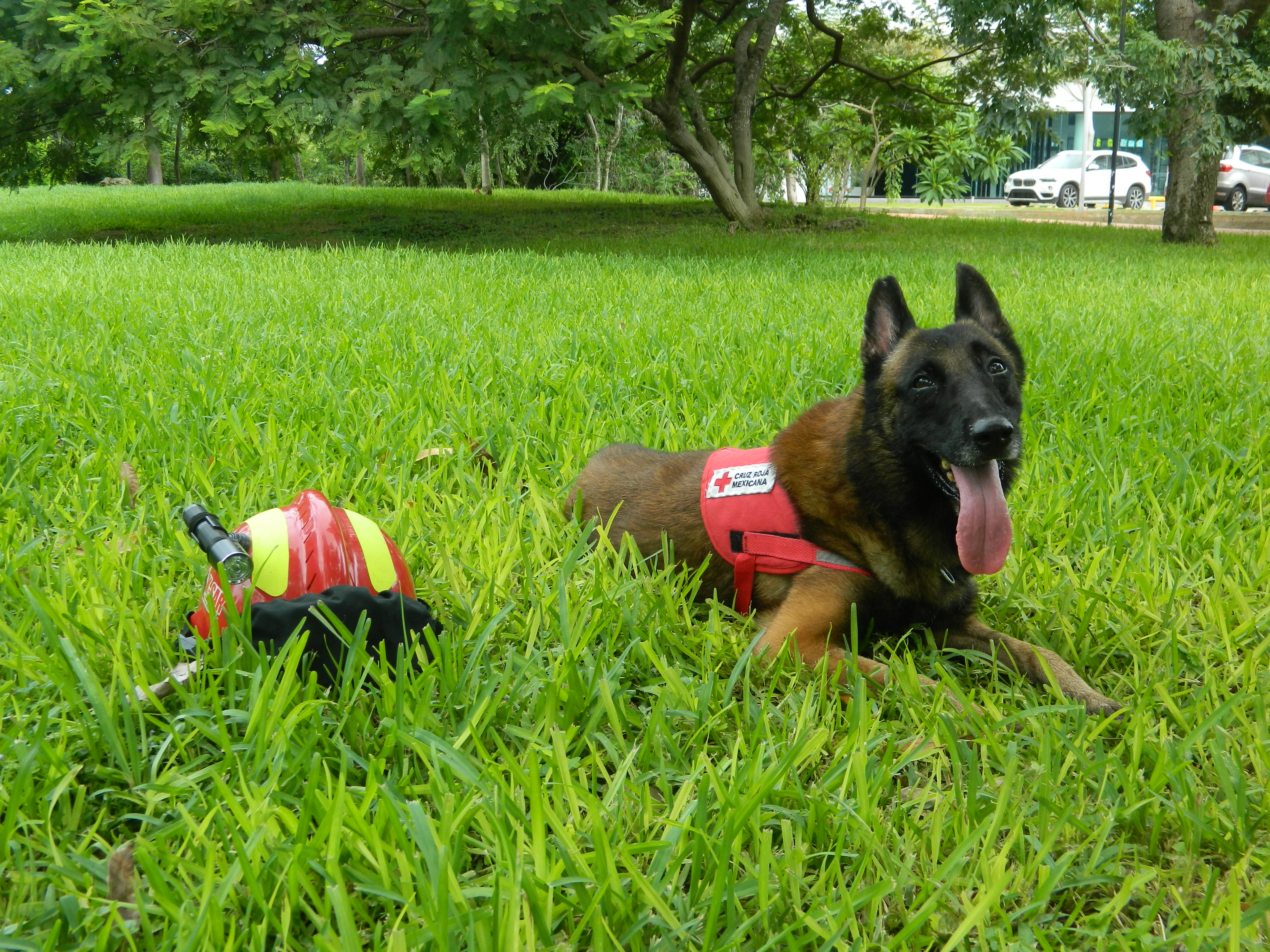 Photo of Elliot, Dusty y Megan, los rescatistas caninos de la Cruz Roja en Yucatán