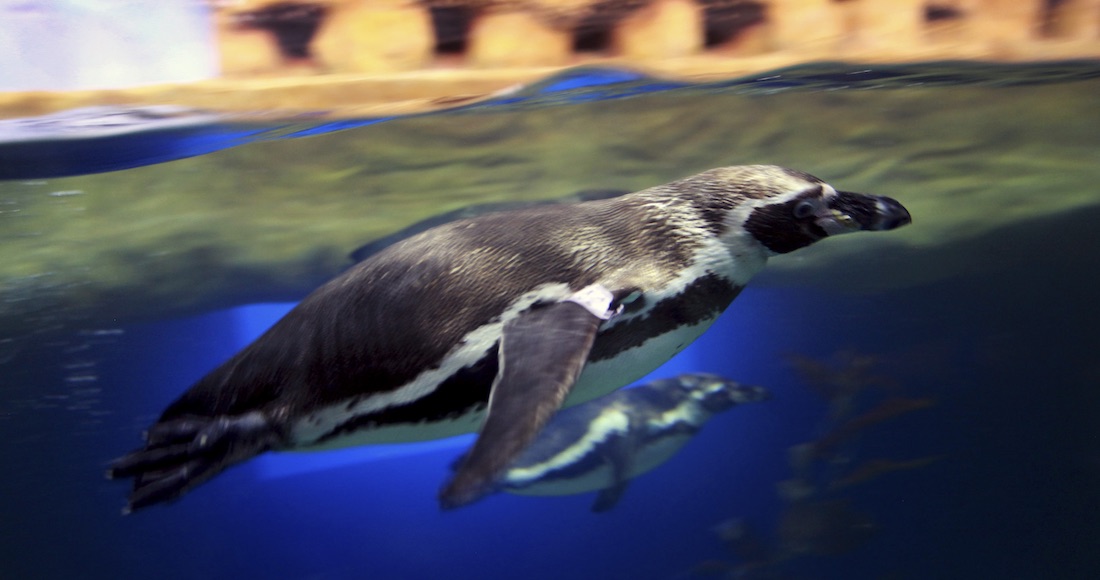 Photo of Por primera vez, científicos hallan restos de microplásticos en pingüinos de la Antártida