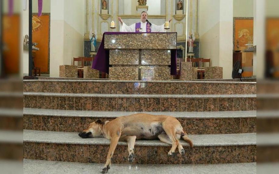 Photo of Sacerdote ‘invita’ a perros callejeros a su misa para que los adopten