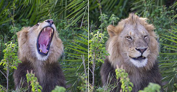 Photo of Un enorme león aterroriza a un fotógrafo con un rugido fuerte y luego «se ríe» de él