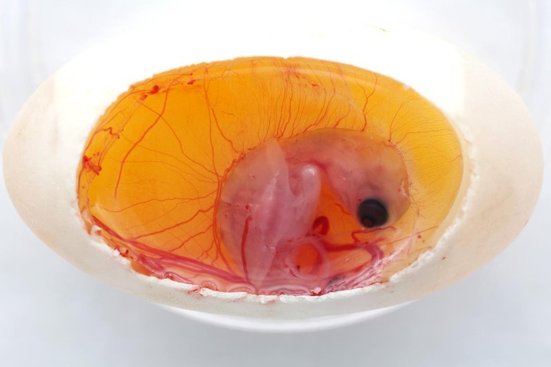 Photo of Embriones de tortuga china pueden elegir su propio sexo