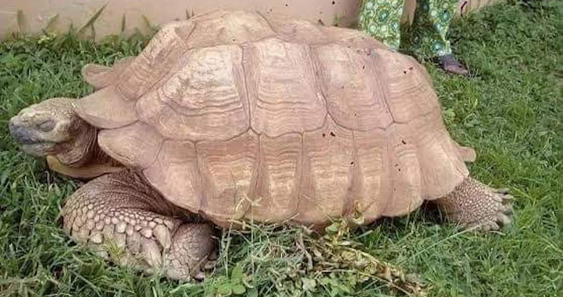 Photo of Muere a los 344 años Alagba, la tortuga más vieja de África