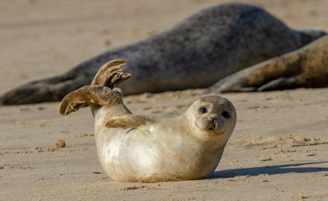 Photo of Los animales extintos que nunca más volveremos a ver