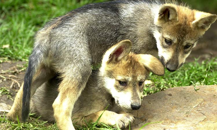 Captan nacimiento en Chihuahua de lobo mexicano en vida silvestre | Con  Acento