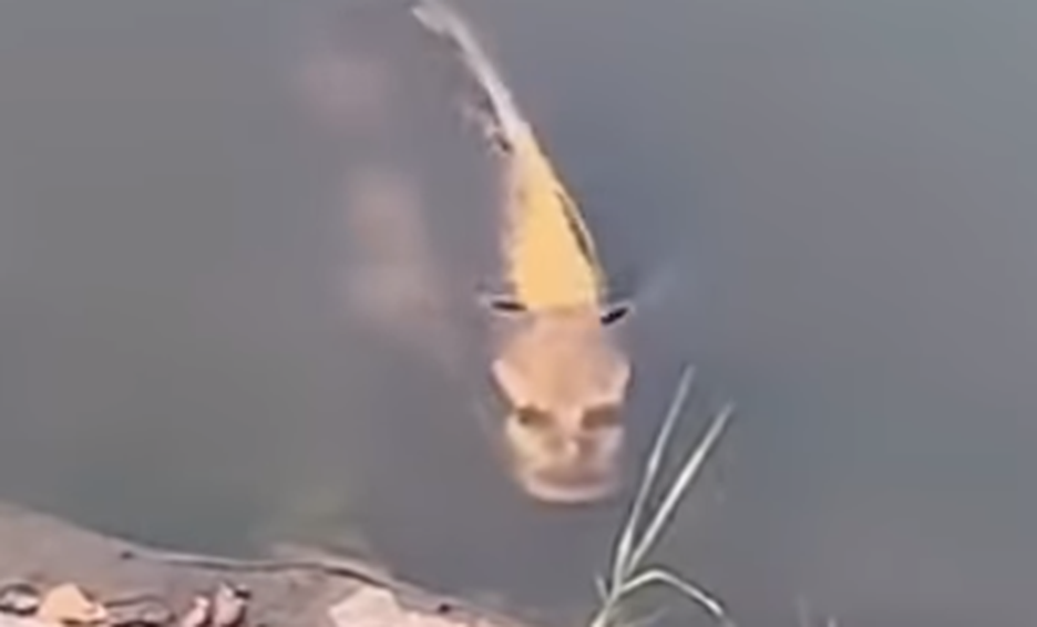 Photo of Descubren perturbador pez con rostro humano en China