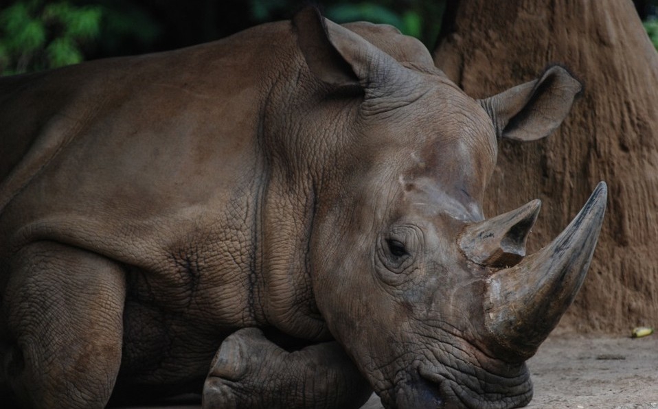 Photo of Muere rinoceronte de Sumatra en Malasia; era el último en su especie