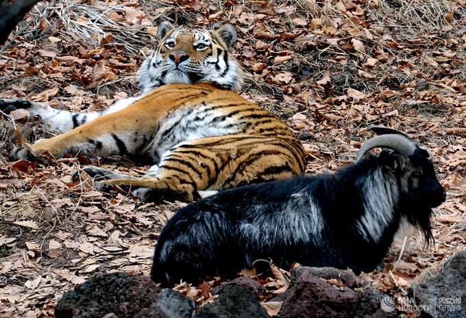 Photo of Fin a una curiosa amistad: fallece la cabra Amur, cuyo apego al tigre Timur los hizo famosos en Rusia