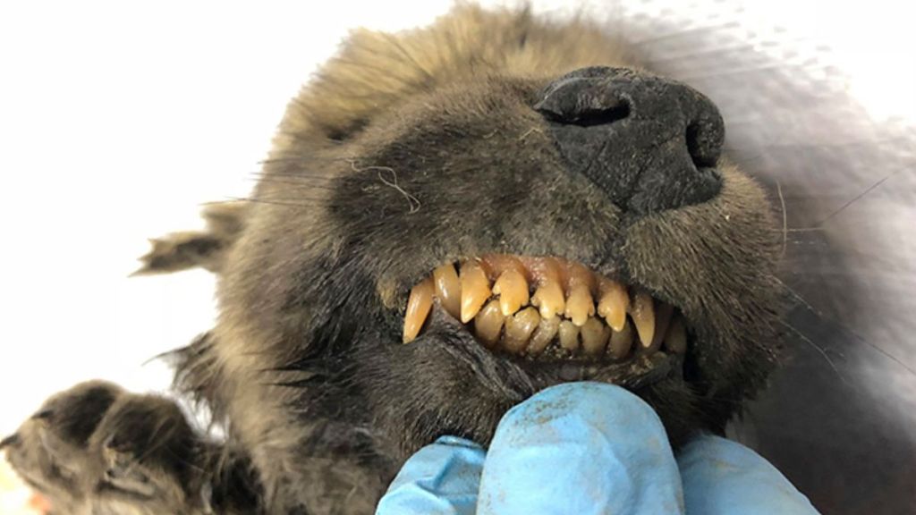 Photo of Cachorro de 18 mil años descubierto en Siberia intriga a científicos