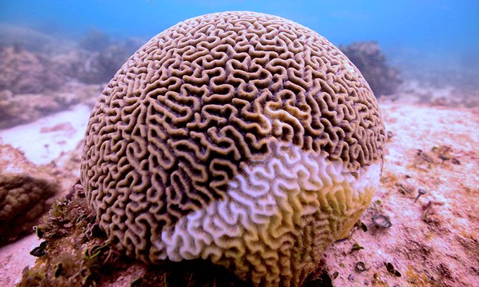 Photo of Rara enfermedad amenaza segundo arrecife más grande del mundo