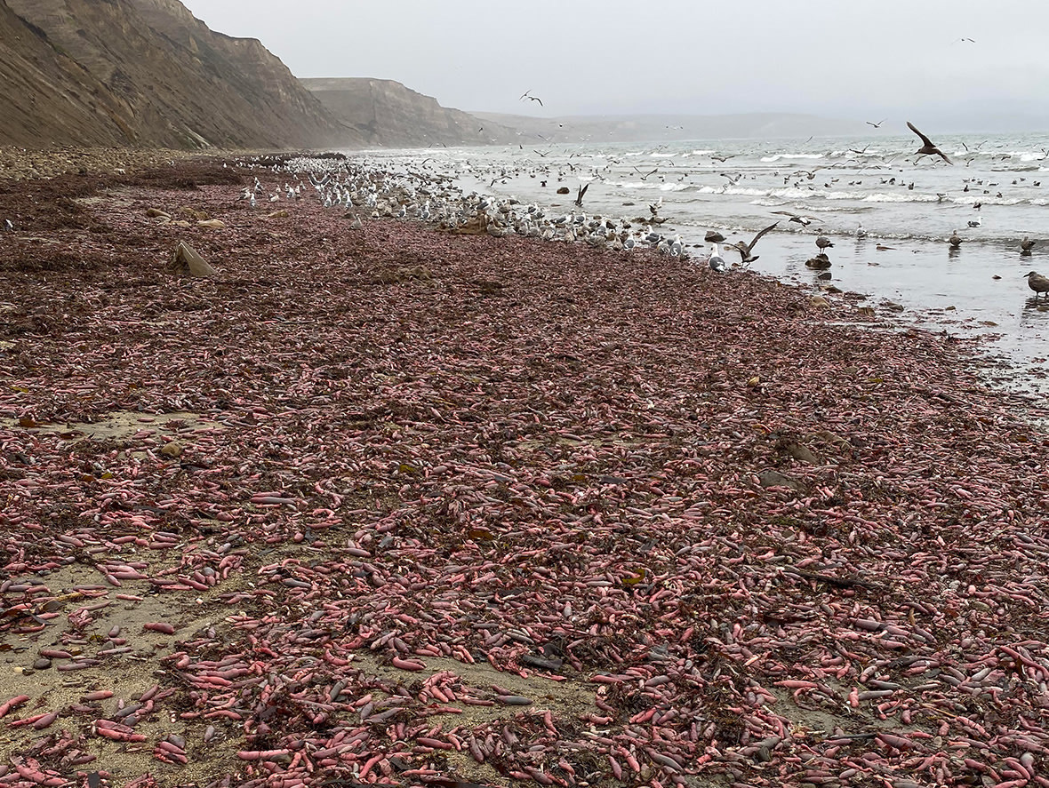 Photo of Tormenta causa invasión de «peces pene» en las playas de California