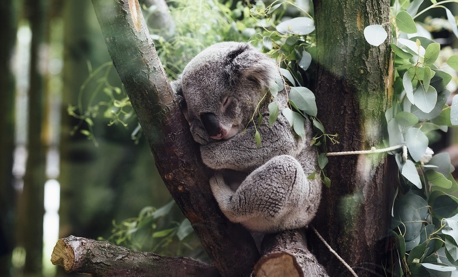 Photo of Por incendios en Australia han muerto al menos 2 mil koalas