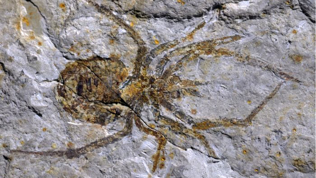 Photo of El fósil de una ‘araña’ prehistórica no es lo que se pensaba