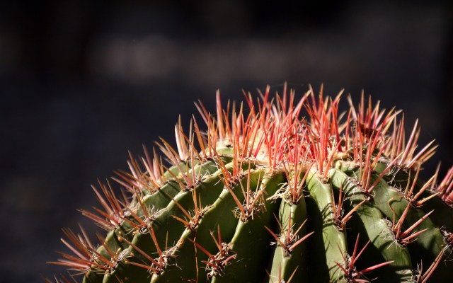 Photo of La historia de un emprendedor que enseña a cultivar cactus
