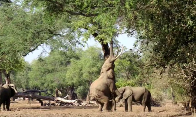 Photo of El sorprendente equilibrio de un elefante para atrapar una rama