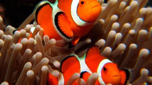 Photo of ‘Nemo’ puede extinguirse: el pez payaso, en riesgo por cambio climático