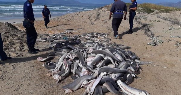 Photo of Encuentran decenas de tiburones mutilados apilados en una playa de Sudáfrica