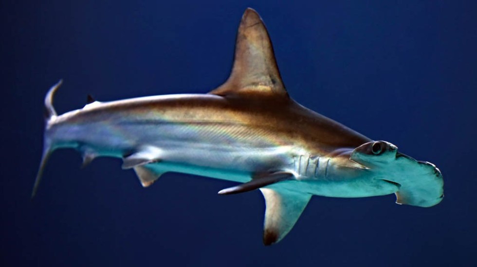 Photo of Uno más a la lista, el tiburón martillo en peligro crítico de extinción