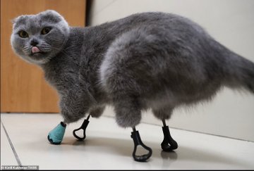 Photo of Dimka, la tierna gatita que volvió a caminar gracias unas prótesis