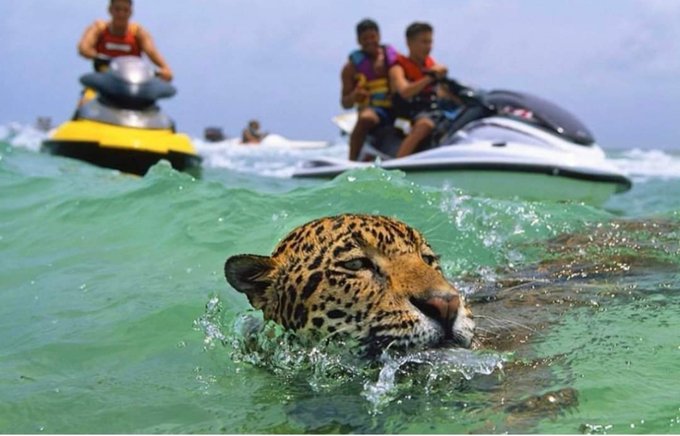 Photo of Revuelo causaron antiguas fotografías de jaguares «explotados» para atractivo turístico en Cancún