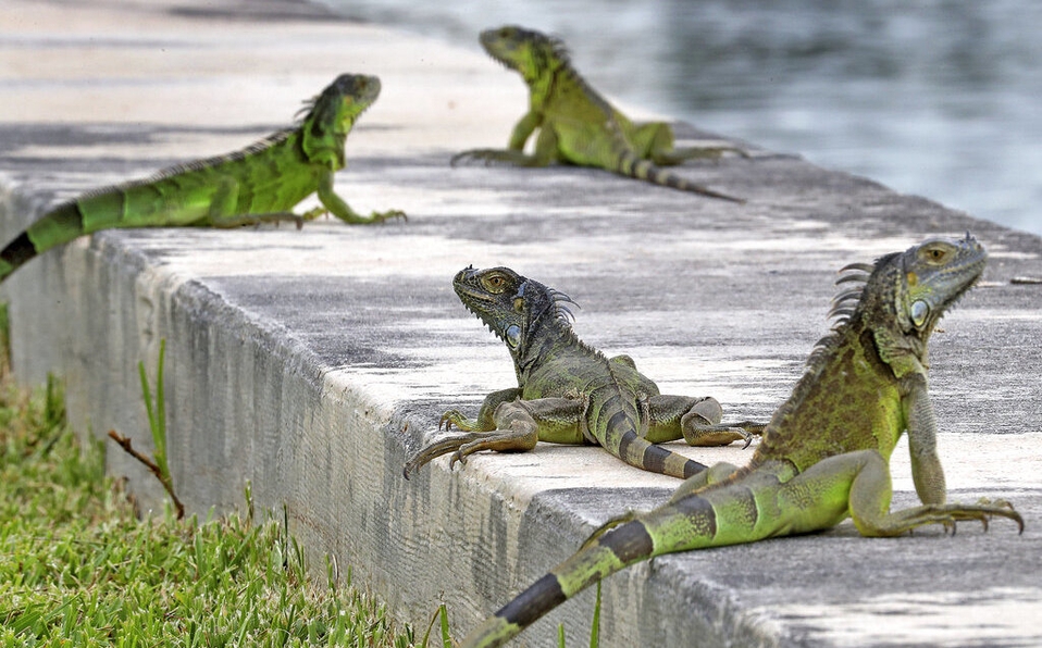 Photo of Prevén ‘lluvia’ de iguanas congeladas en Miami
