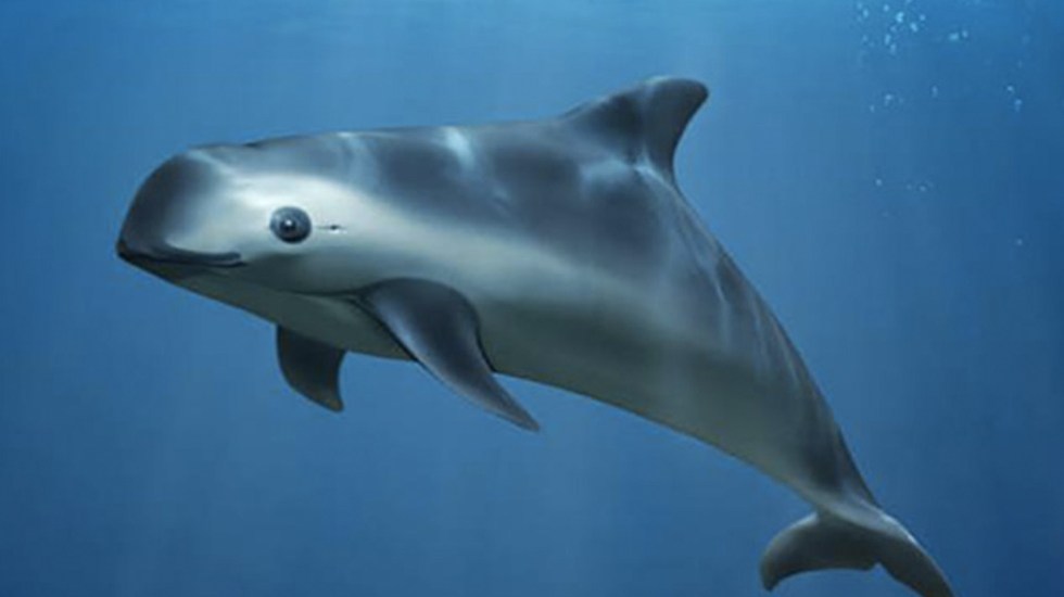 Photo of México sigue en busca de opciones para protección de la vaquita marina
