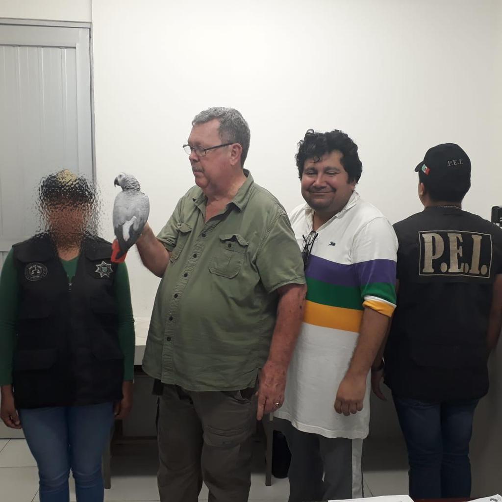 Photo of SSP Yucatán recupera loro gris africano robado en hotel de Santiago