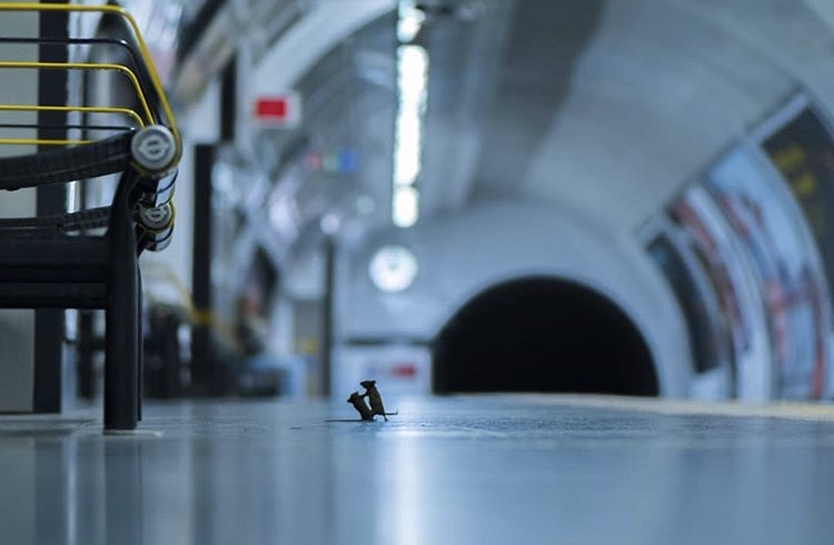 Photo of Pelea de ratones en el metro de Londres, mejor foto de naturaleza del 2019
