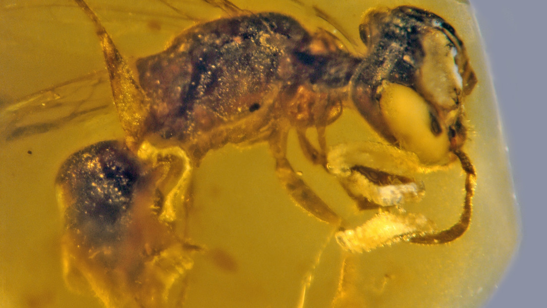 Photo of La abeja más antigua conocida se conserva en ámbar y tiene rasgos carnívoros