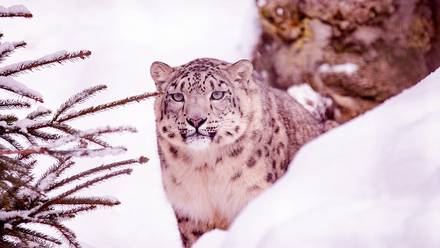 Photo of Un leopardo de las nieves de 4 años fue sorprendido por una cámara oculta