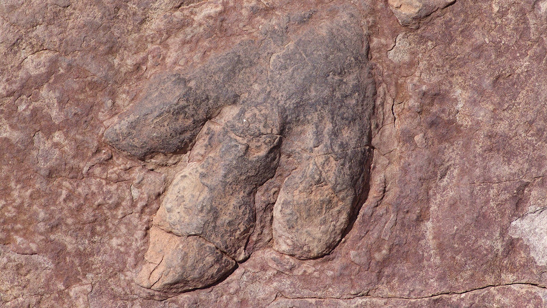 Photo of Las huellas de dinosaurios encontradas en el techo de una cueva australiana