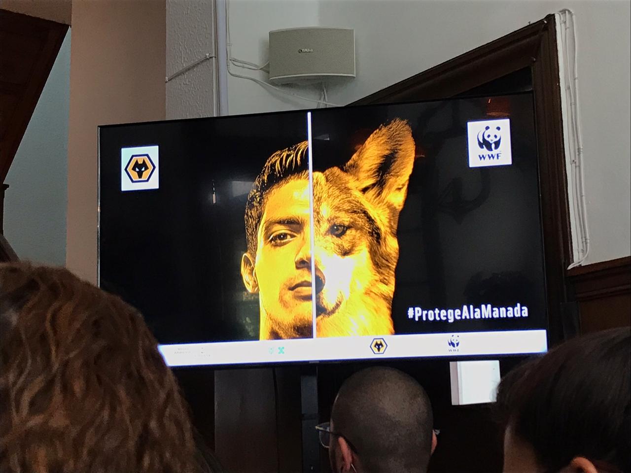 Photo of El futbolista Raúl Jiménez encabeza una campaña a favor de la conservación del lobo mexicano
