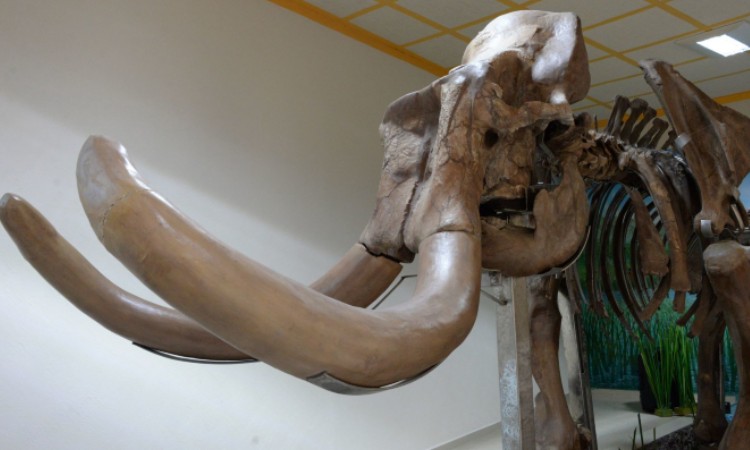 Photo of Científicos resucitan genes de últimos mamuts; éste es el resultado