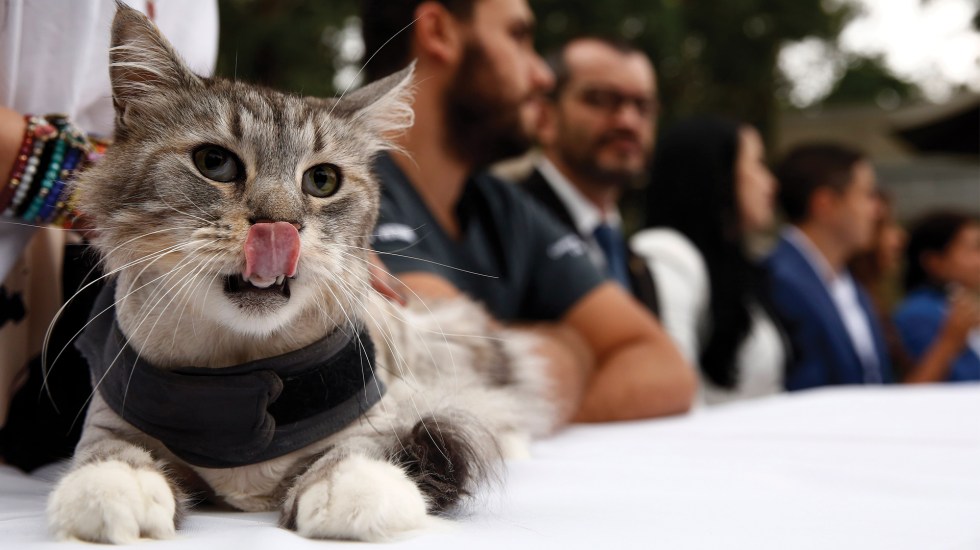 Photo of Implantan marcapasos a un gato en Colombia