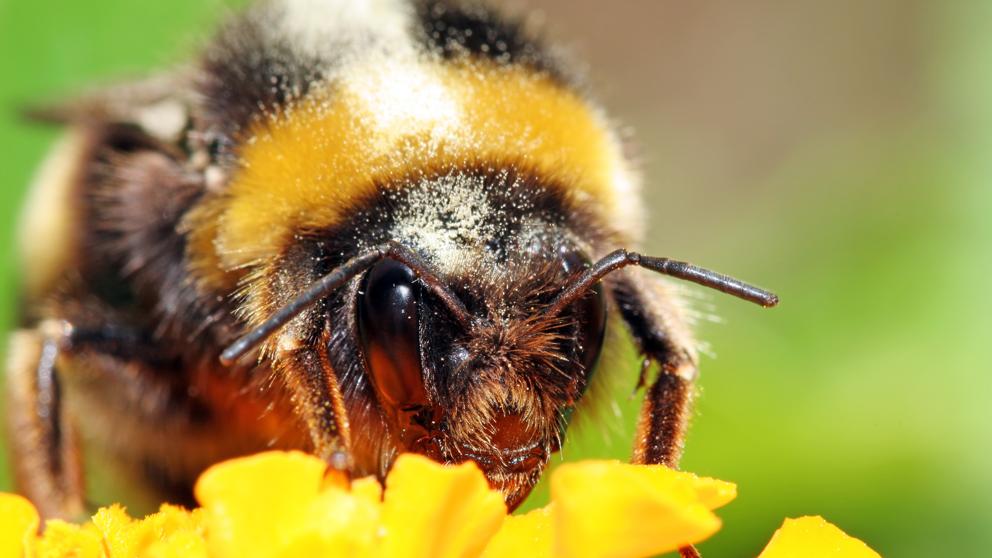 Photo of Los abejorros están al borde de la extinción