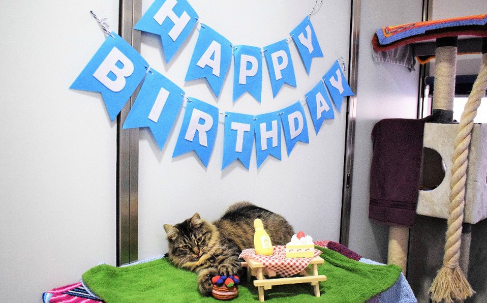 Photo of Refugio organiza fiesta de cumpleaños para gatita, pero nadie asiste