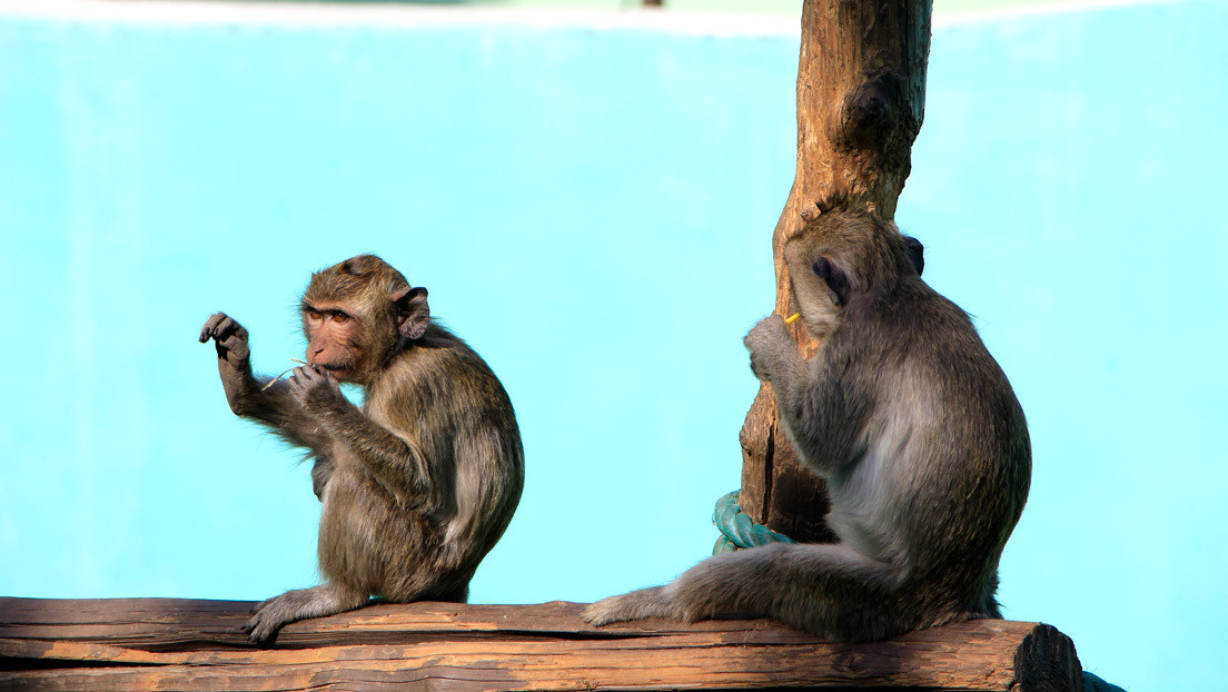Photo of Científicos chinos comprueban que los monos no se vuelven a contagiar de coronavirus