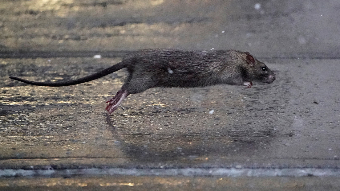Photo of Ratas hambrientas salen a las calles en EE.UU.