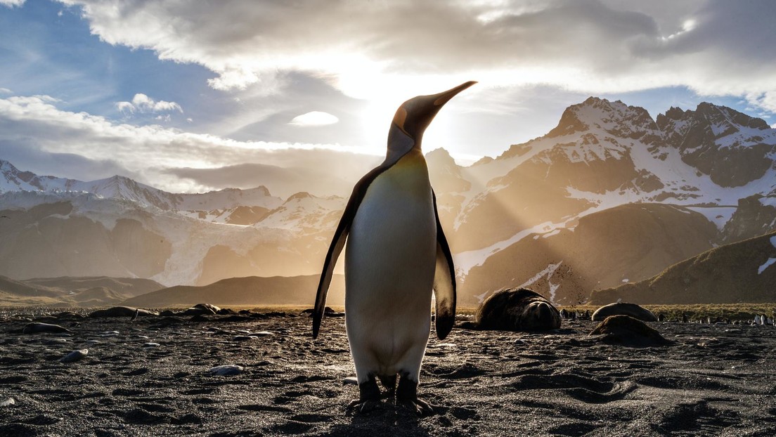 Photo of Pingüinos se adueñan de las calles vacías en Sudáfrica