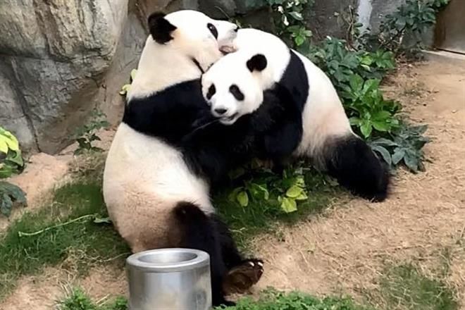 Photo of Luego de 10 años logran pandas aparearse en Zoo cerrado por cuarentena