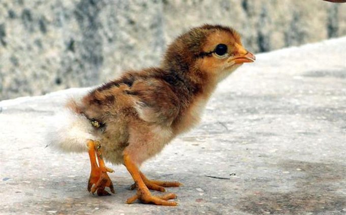 Photo of ¡’El Giro’! Nace pollito de cuatro patas en Cuba