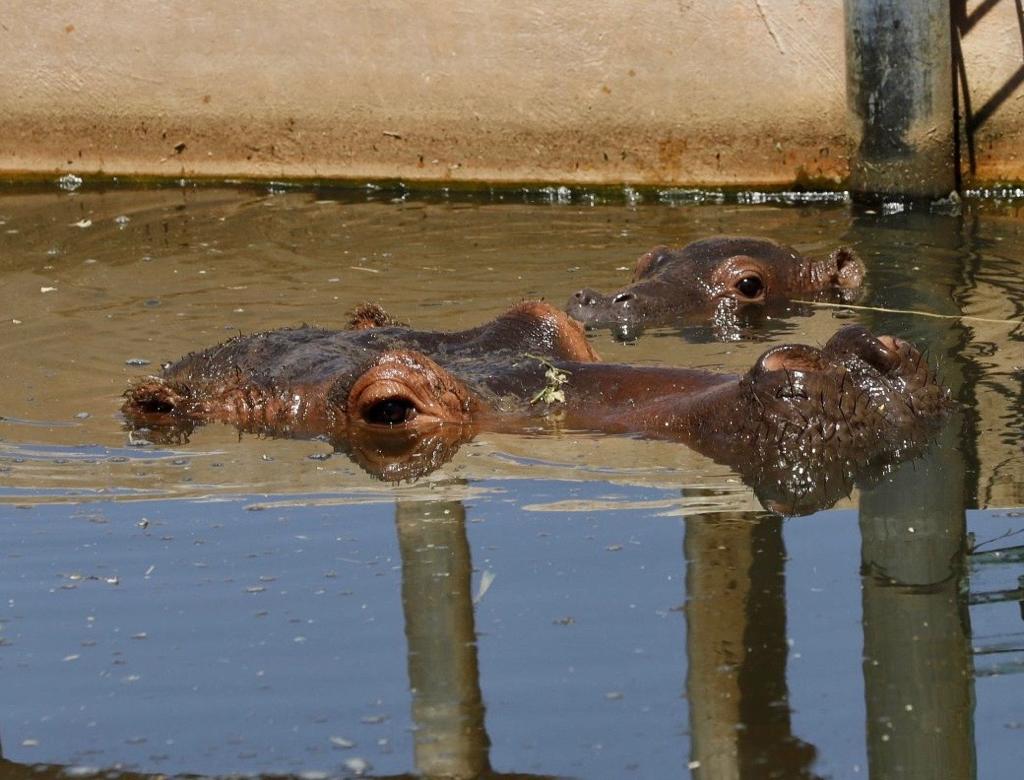 Photo of Nuevo habitante en Animaya: nace el primer hijo de la pareja de hipopótamos