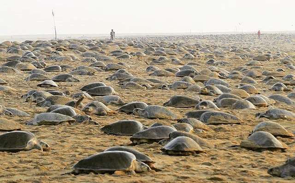 Photo of Miles de tortugas ‘toman’ las playas vacías para anidar