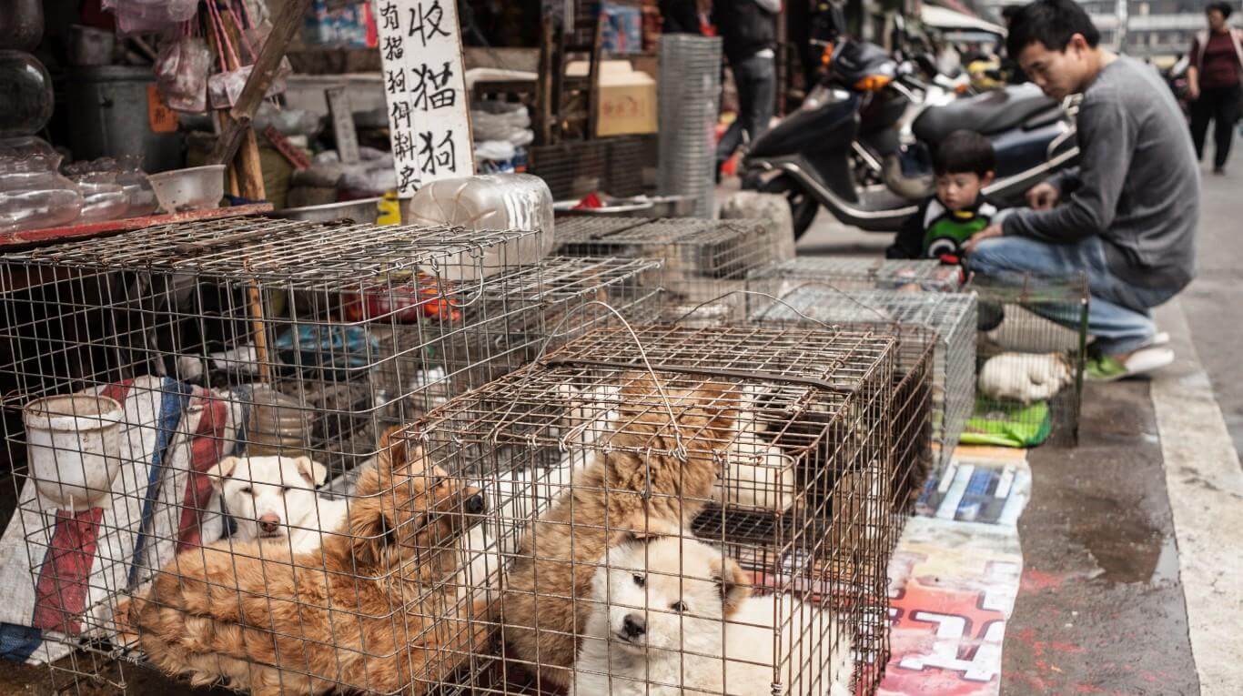 Photo of China declara que los perros y gatos son compañeros y no deben comerse